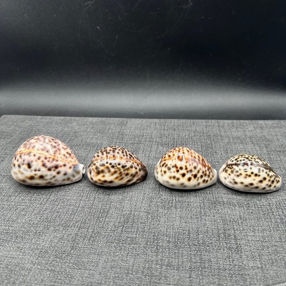 4 Leopard Tiger Cowrie Shell 3" to 2.25" Craft Beach Decor Nautical Dorsal Line - Picture 9 of 9